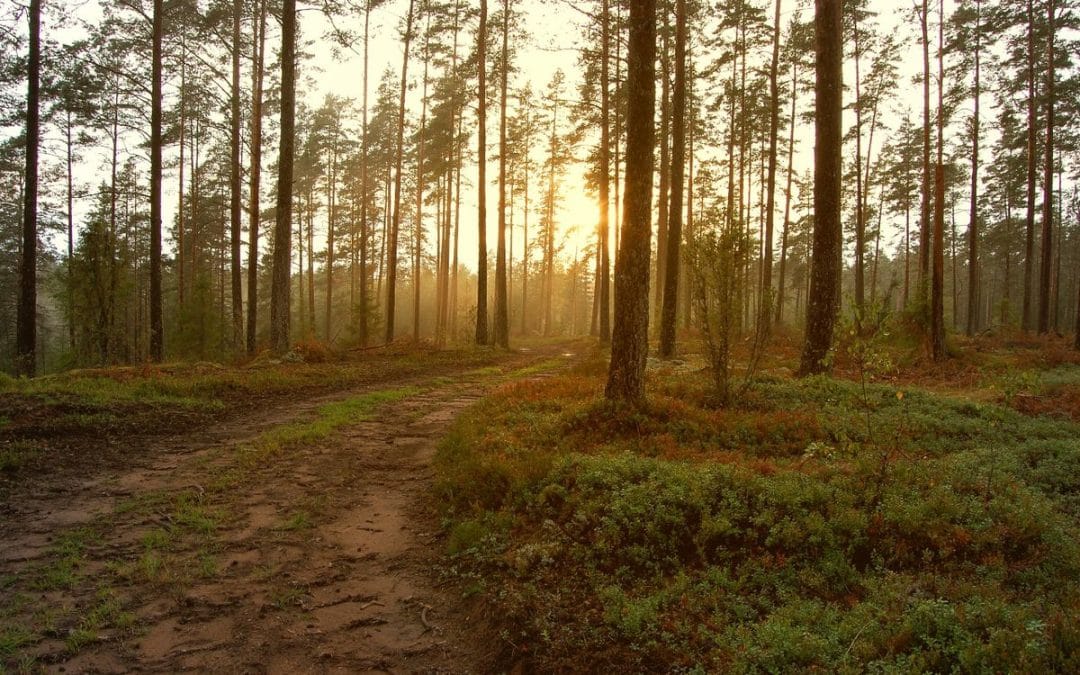 Golden light through a forest along a woodland path
