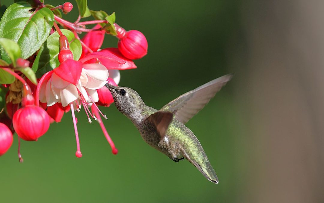 Hummingbird feeding at bright fuchsia flowers