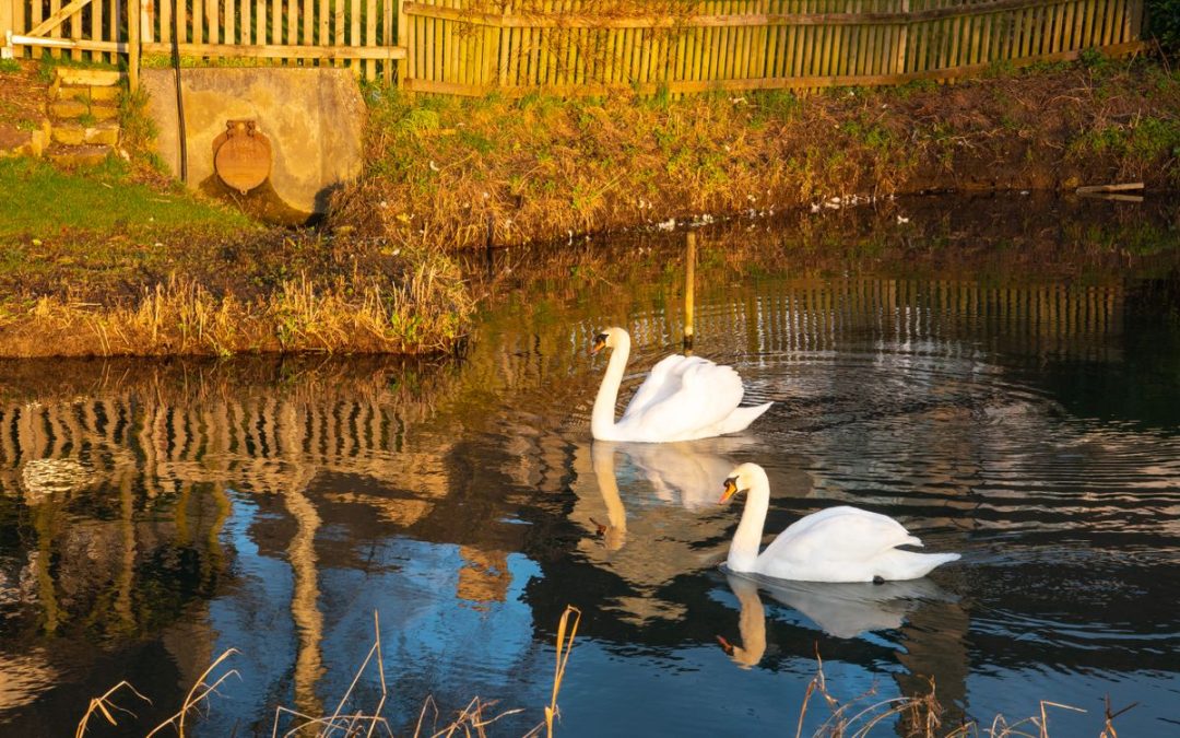 Two swans on a calm pond in warm evening light