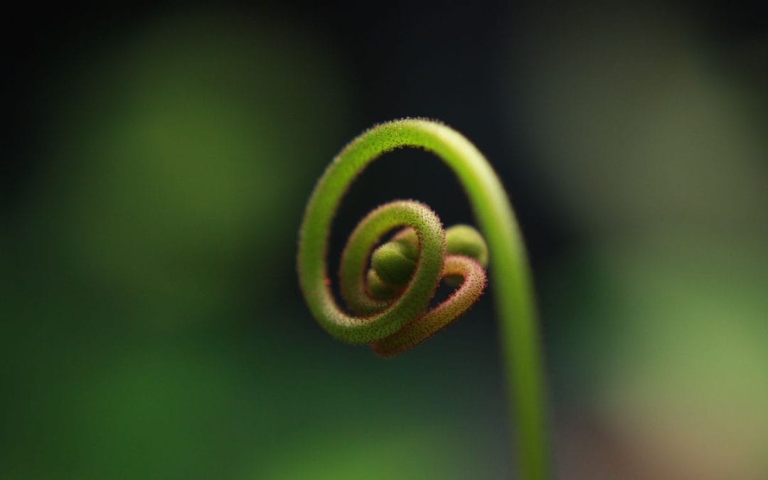 A young fern frond slowly unfurling
