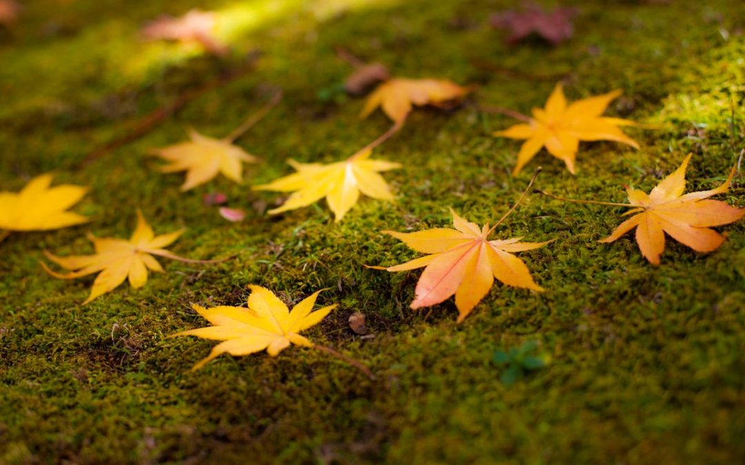 Yellow maple leaves scattered on soft green moss