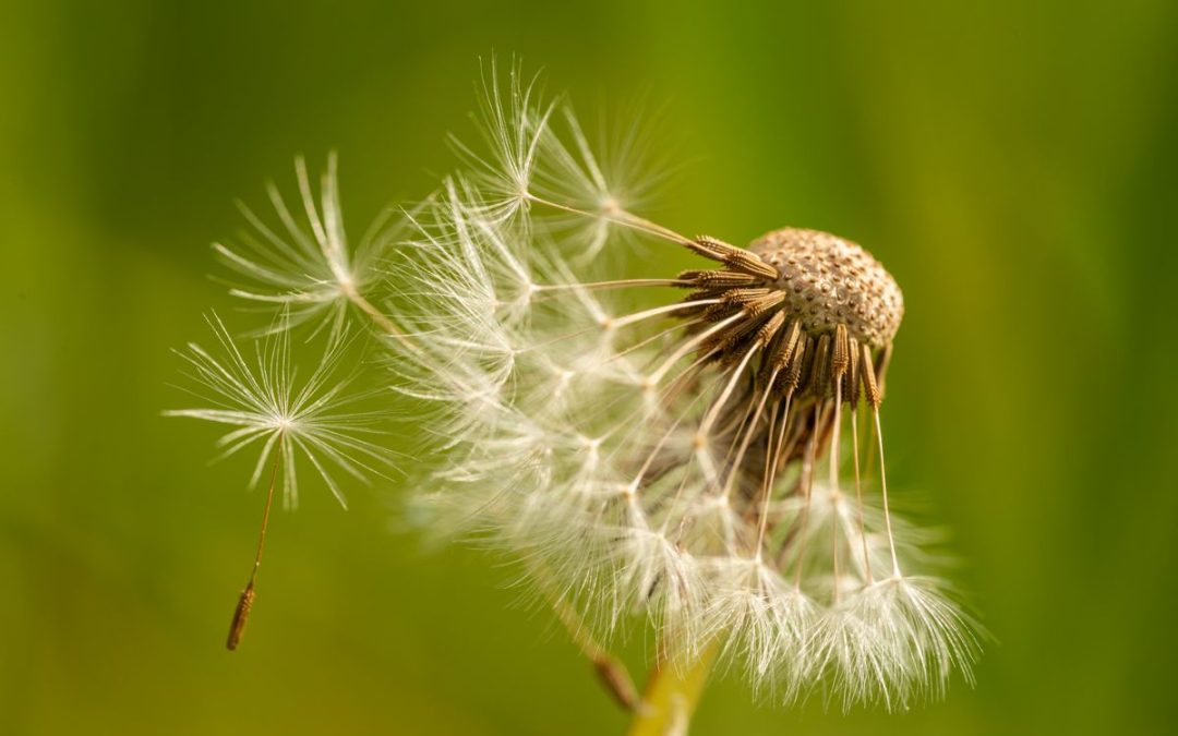 Dandelion seed head against a soft green background