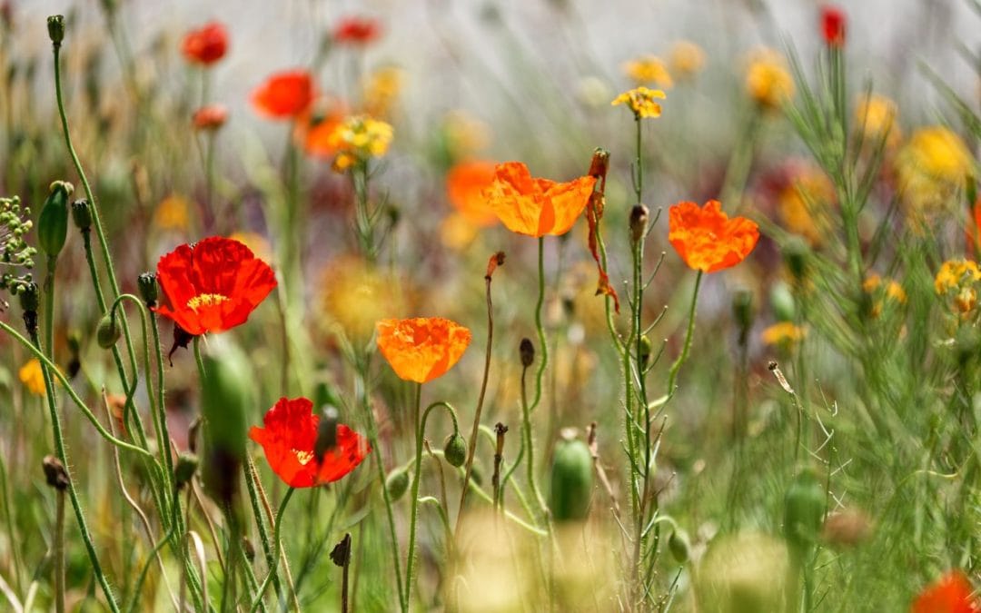 Red poppies and wildflowers in summer sunlight