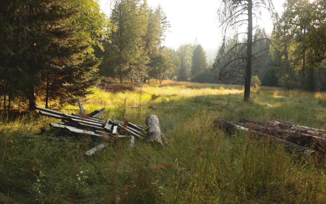 Sunlit clearing in a green forest